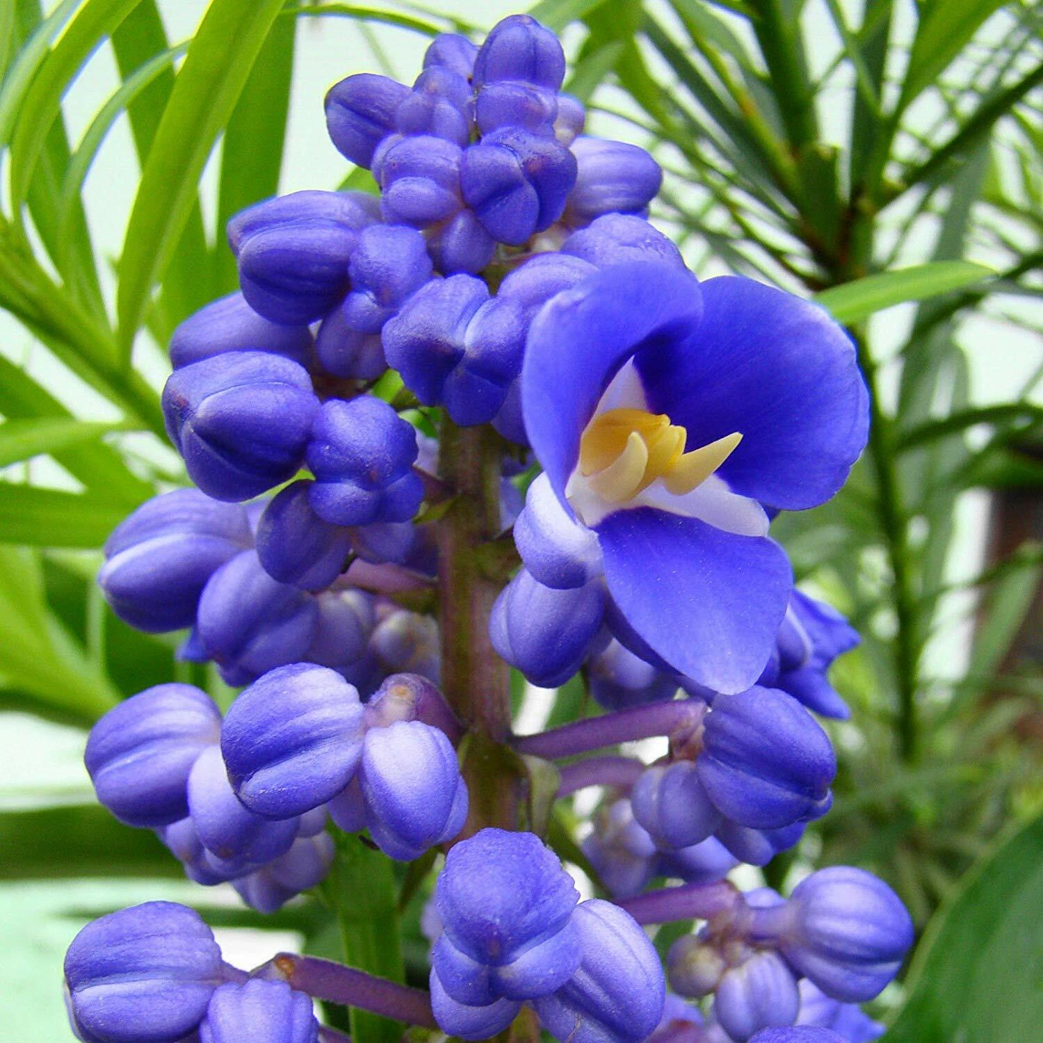 Hawaiian Blue (polu) Dichorisandra Thyrsiflora Ginger Plant Roots 1 Pack