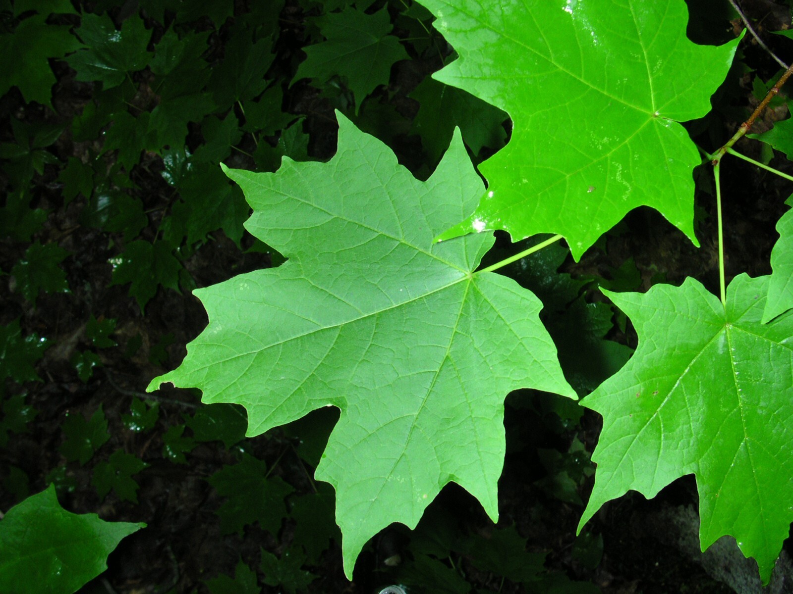 Northern Sugar Maple Tree | Premium Seeds | Acer saccharum ‘Fall’ | Plants’®