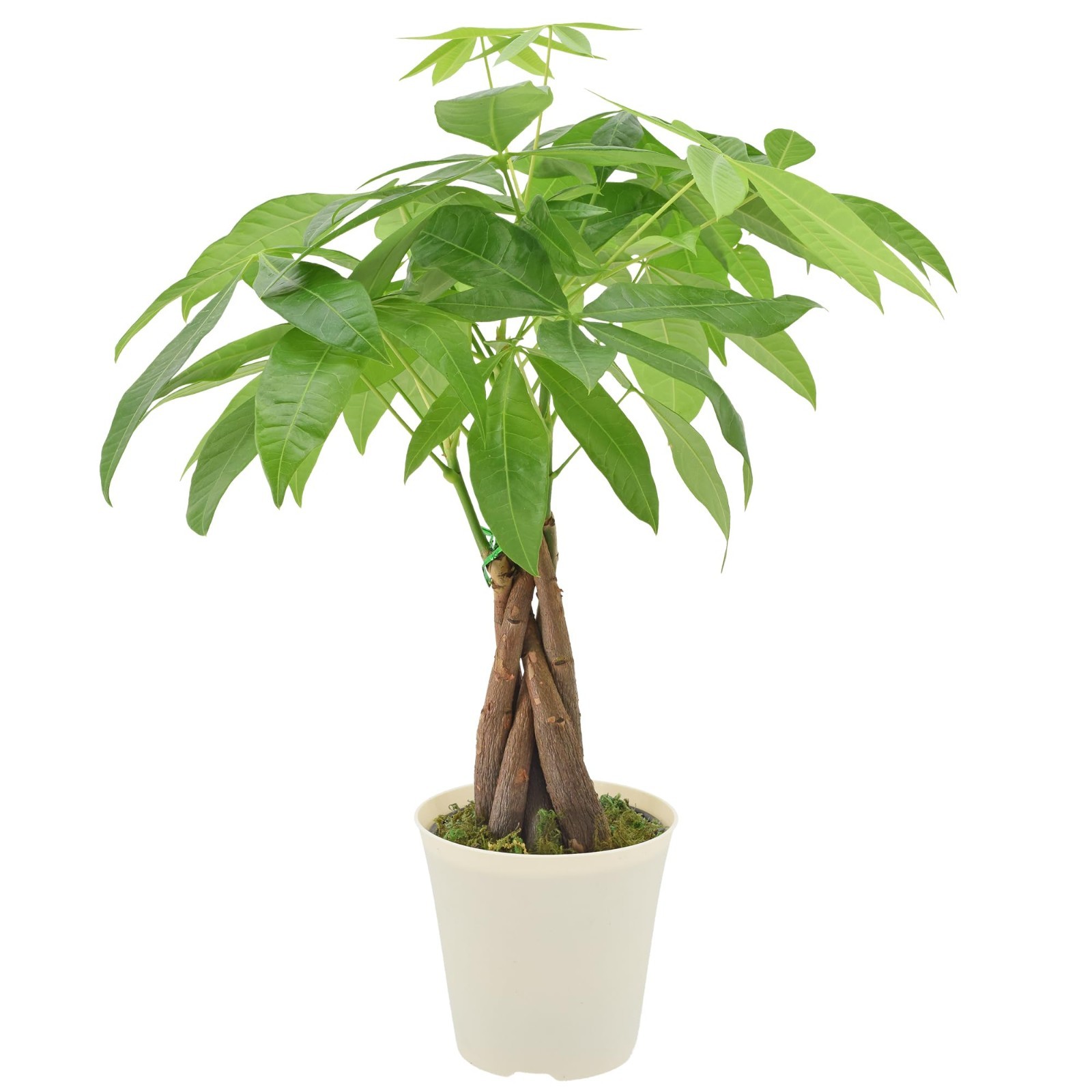Live Braided Money Tree Indoor Plant – Pachira Aquatica, 4in Tropical Decor Gift