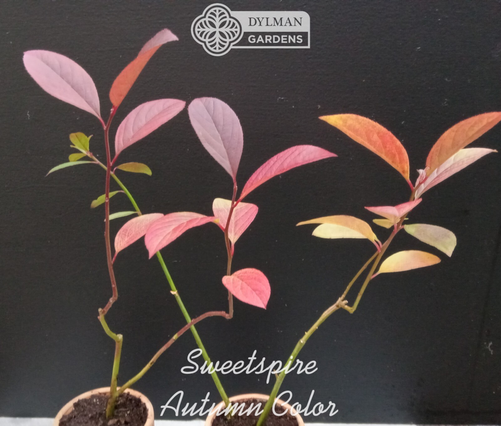 Sweetspire (Itea virginica) – Virginia Willow – Live Plant – Multiple Sizes
