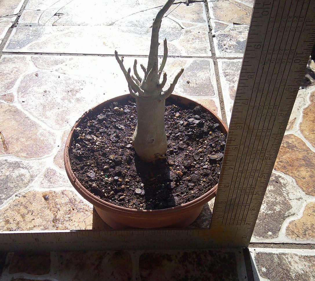 Arabicum Adenium Desert Rose KHZ Khao Hin Zon Bonsai Caudex Live Plant 🇺🇸🆓⛟