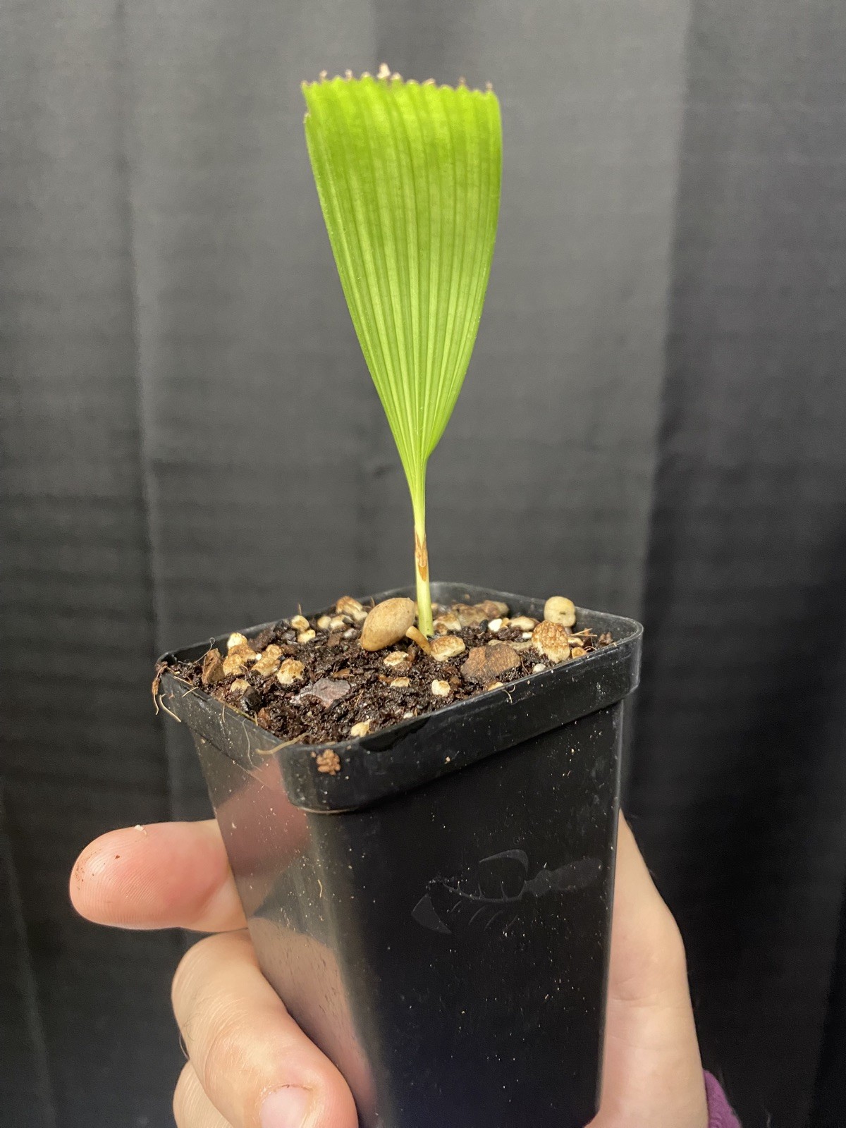 Lanonia Dasyantha “Vietnamese Paradise Palm” *Rare*