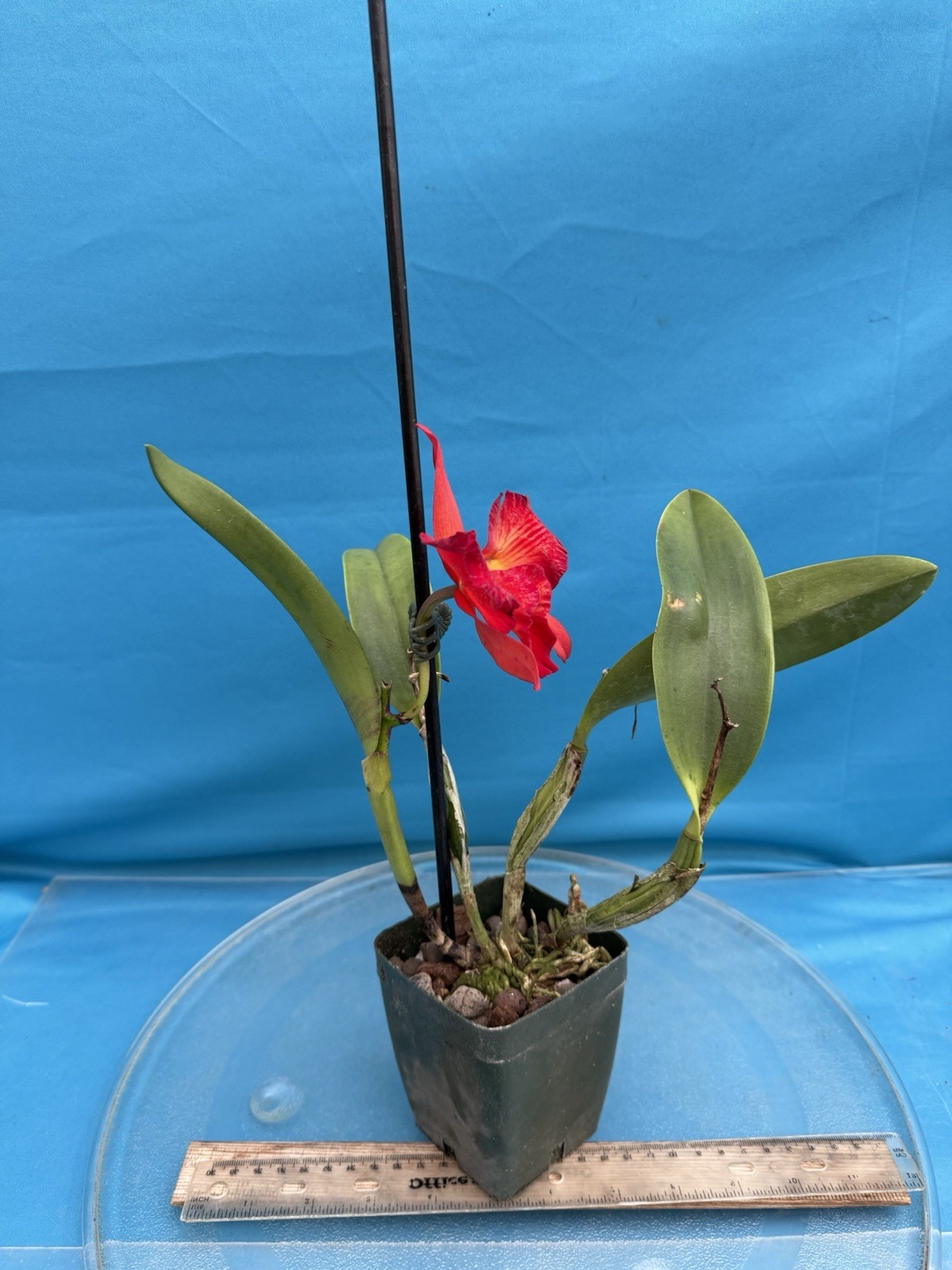 Rth. Happy Happy Joy Joy ’Kilauea’ Orange Red Yellow Blooming Orchid Eros 4” Pot