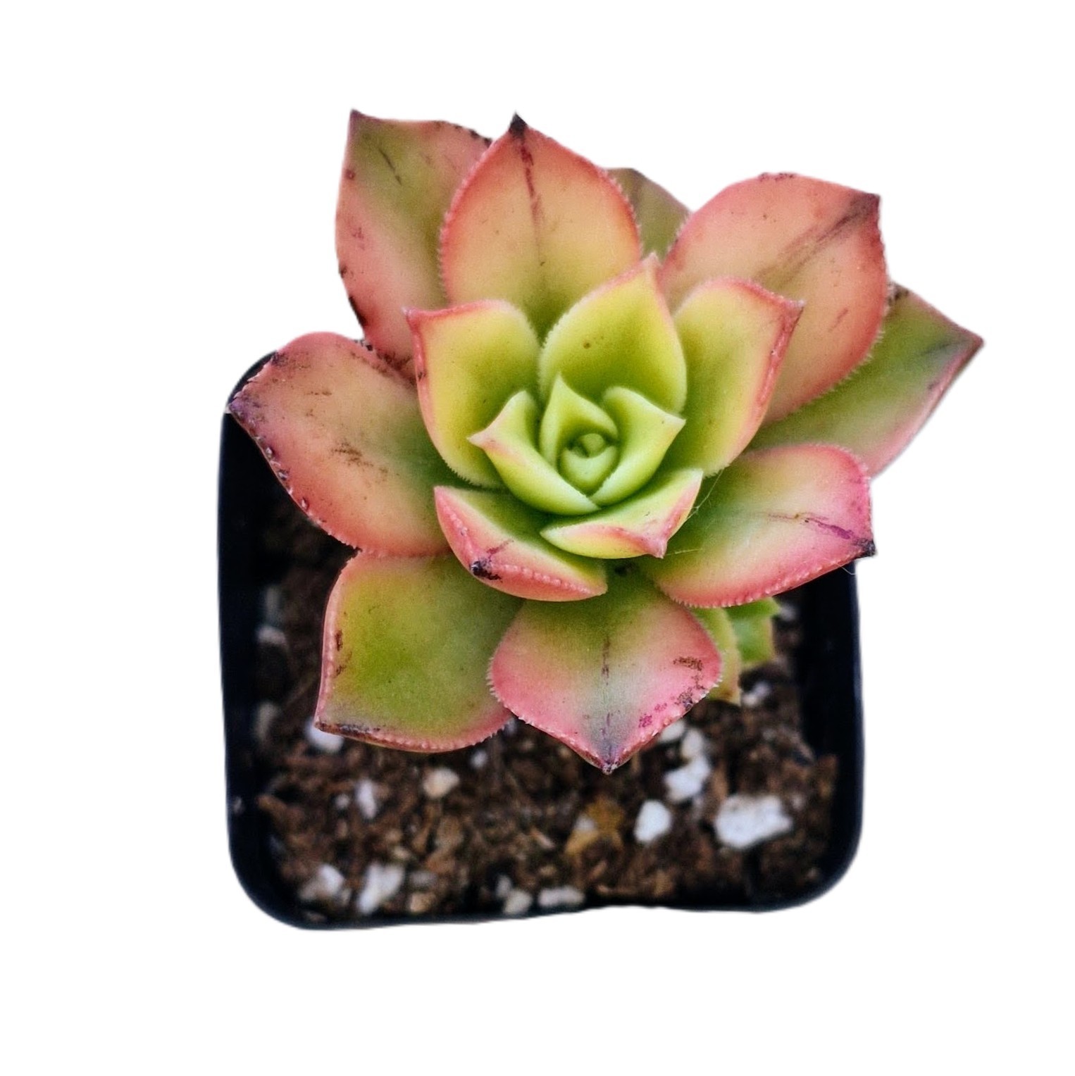 Aeonium Kiwi Tricolor Succulent Green Yellow Pink Rosettes Easy Care Colorful