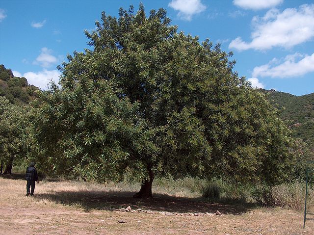30 Carob Tree Seeds “Ceratonia Siliqua” wild-crafted Biblical fruit raw