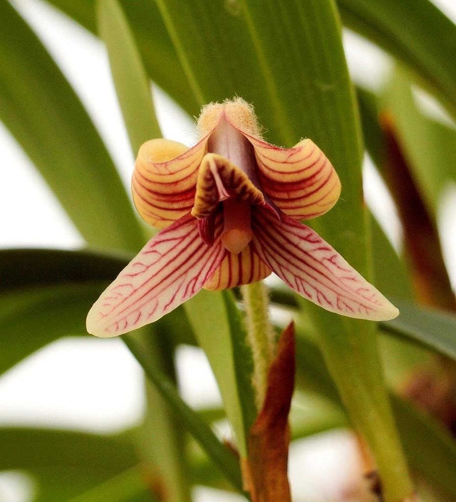 Unusual Orchid Species Eria globifera. Wooly Flower Buds! Looks Like A Moth!