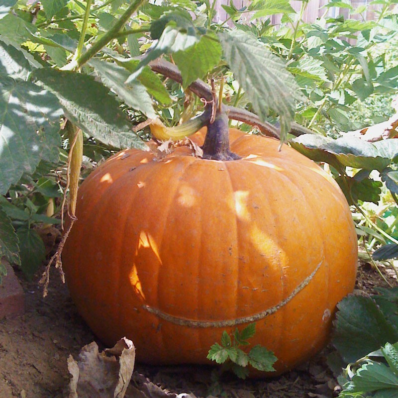 Big Max Pumpkin Seeds, (up to 100 pounds), Cucurbita pepo
