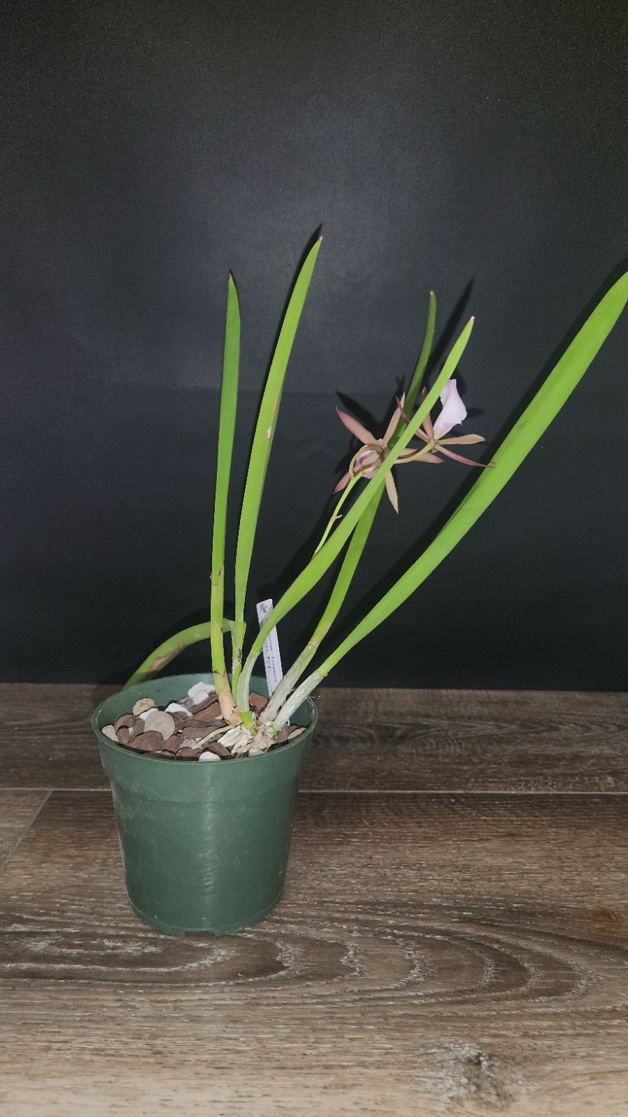 Encyvola Jairak Treasure ‘Brown Bird’ 3.5″ Pot BS Division