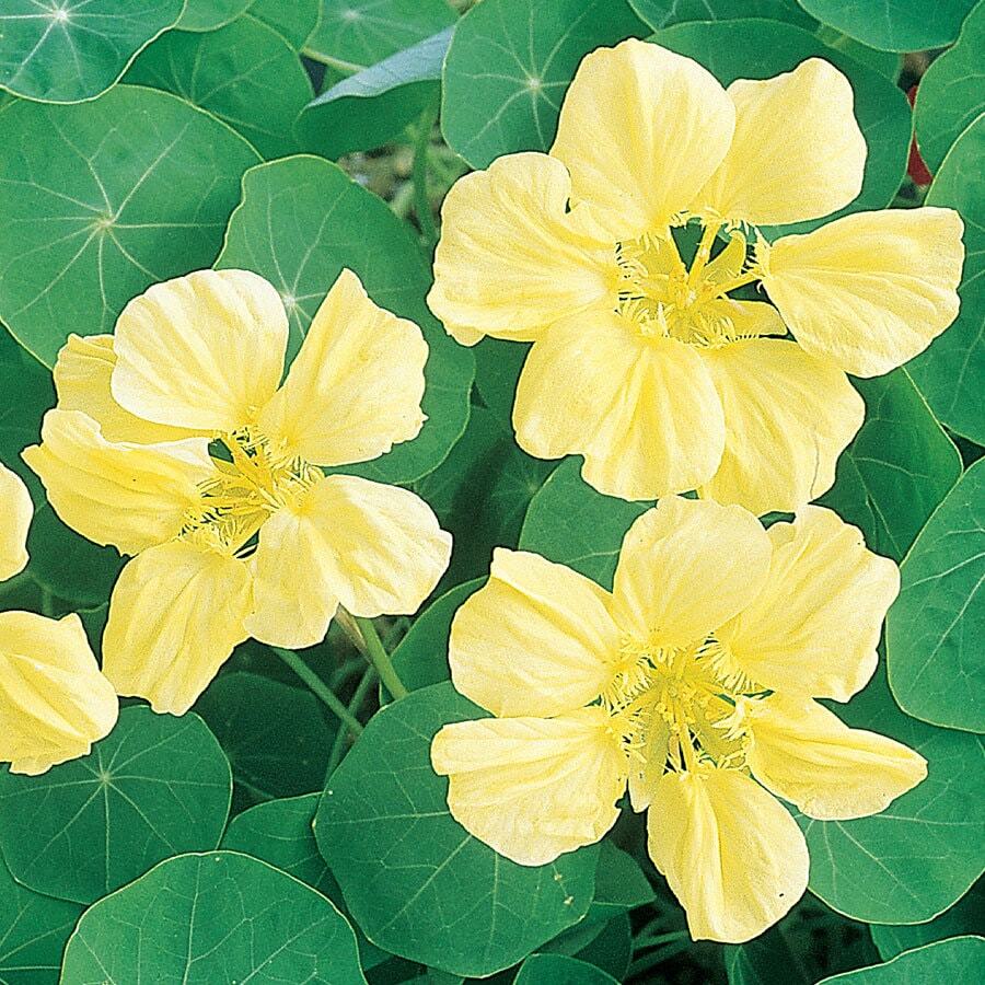 Moonlight Nasturtium Seeds | Free Shipping | Flower Seeds | Seed Store | 1197