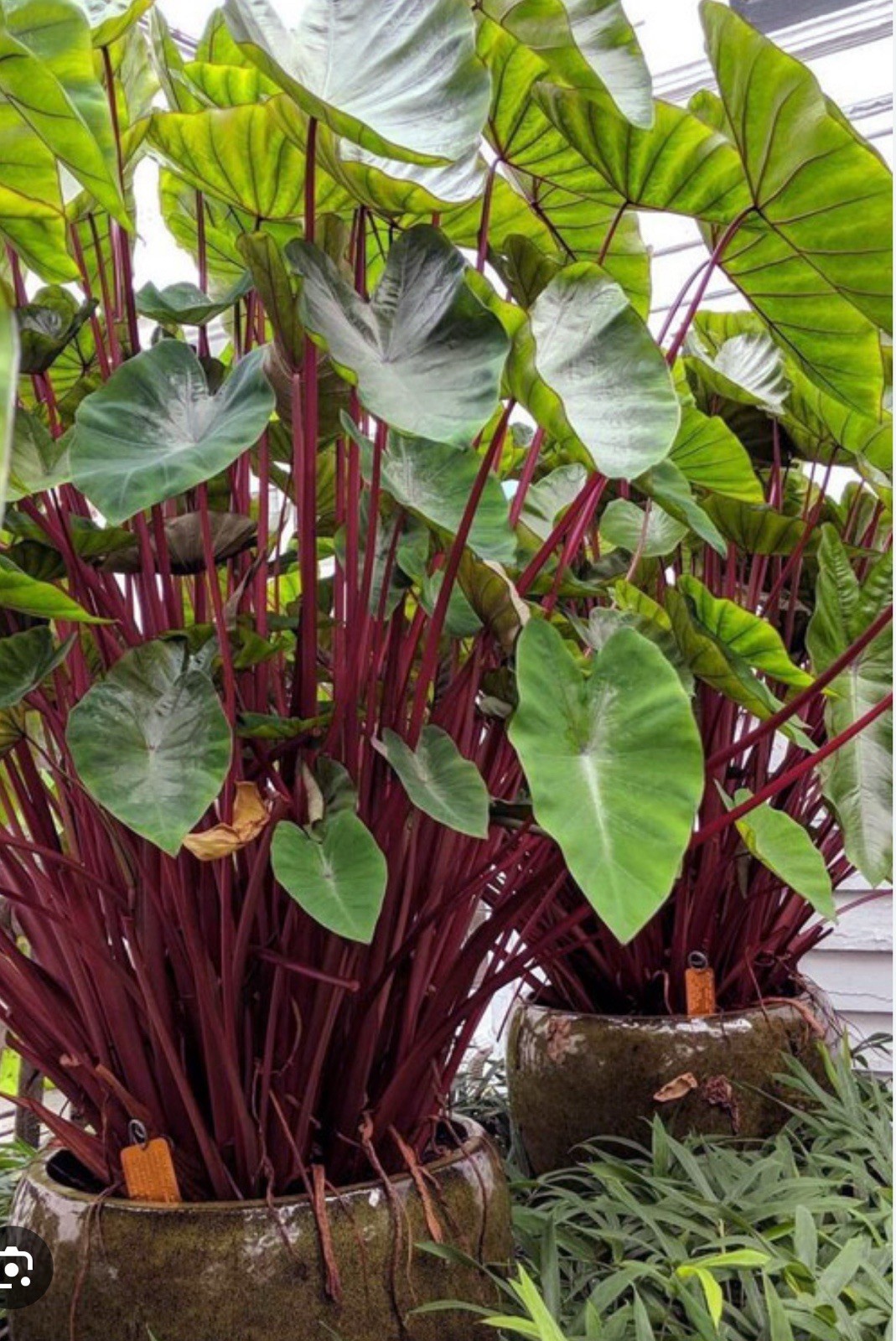 Hawaiian Punch-Colocasia esculenta- Elephant Ear-SMALL ROOTED STARTER Plant
