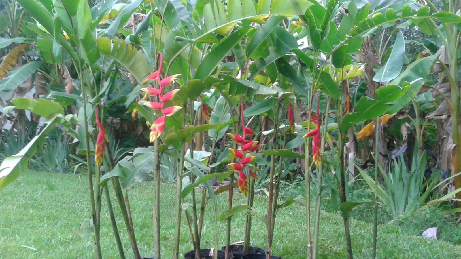 HELICONIA ROSTRATA HANGING LOBSTER CLAW LIVE RHIZOME EXOTIC TROPICAL PLANT