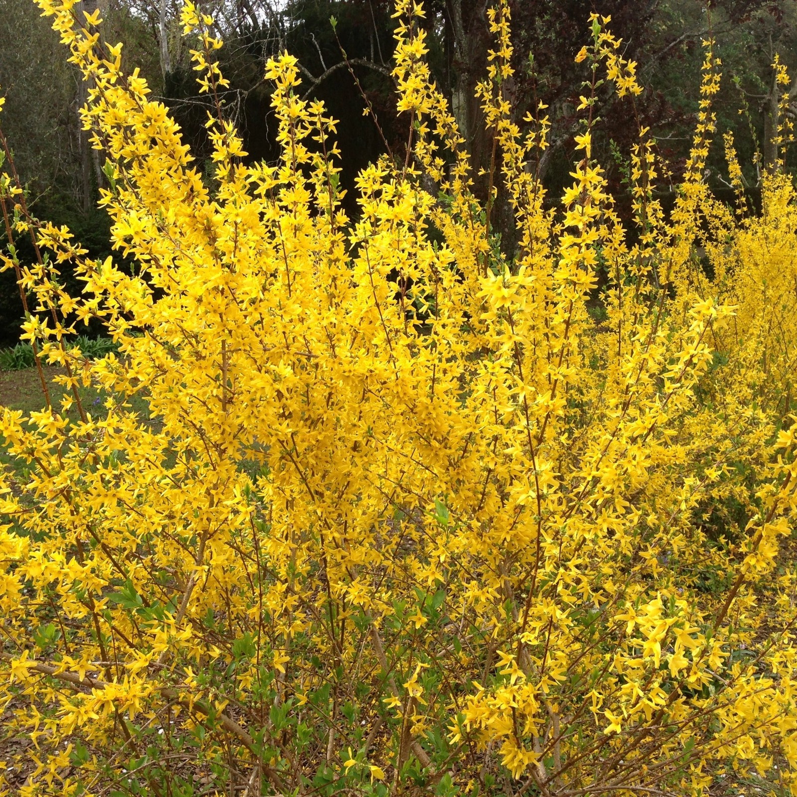 Forsythia First Editions Spring Fling 1 Potted Plant Rooted in a Quart Pot