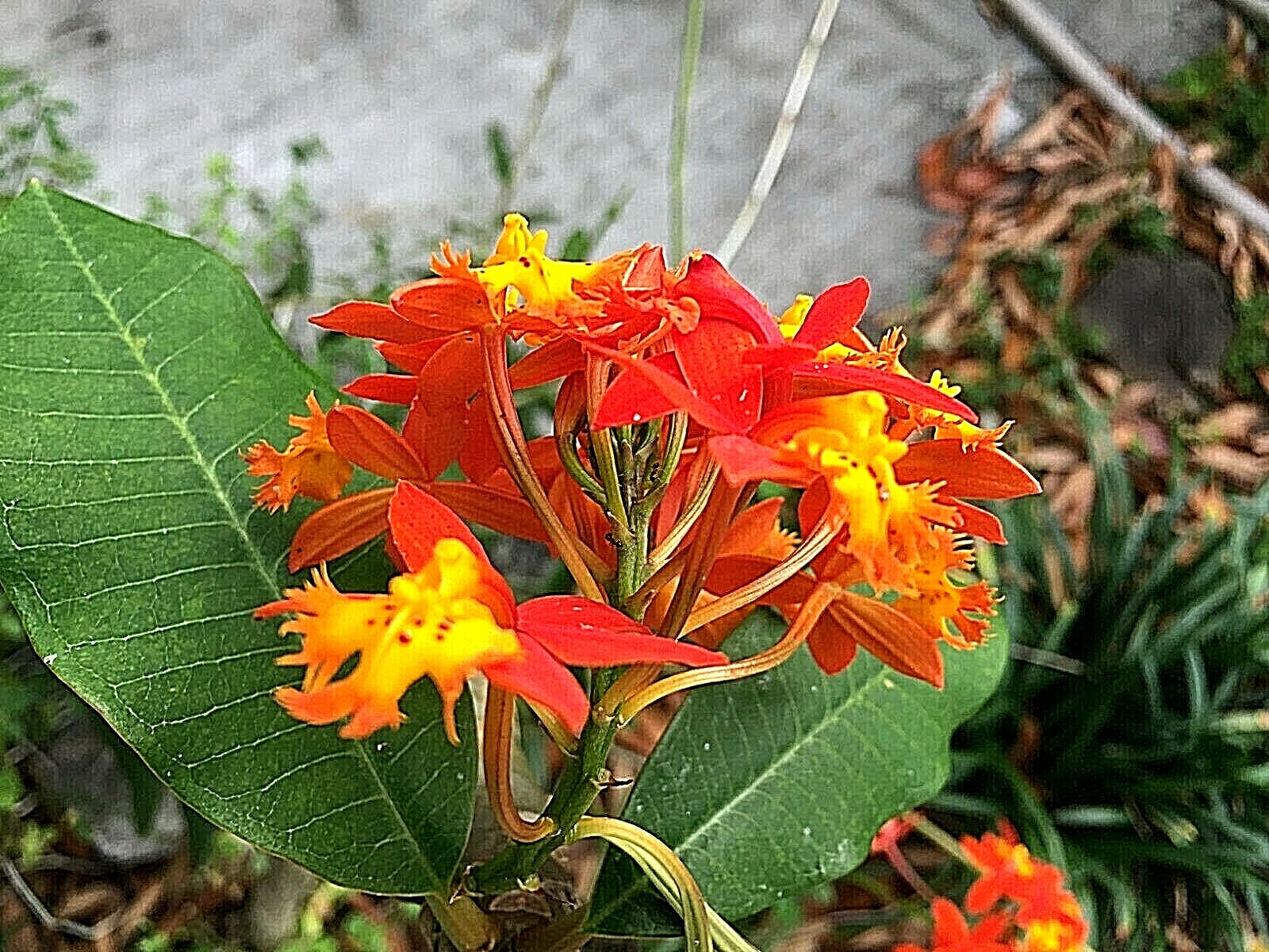 6 Orchid Orange Red Yellow Fire-star Plants Epidendrum Radicans, Live Plant