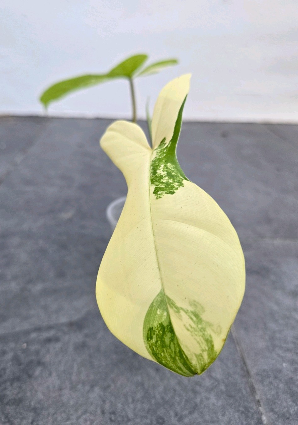 Variegated Philodendron Florida Beauty x Billietiae Jennifer not Monstera Mayoi