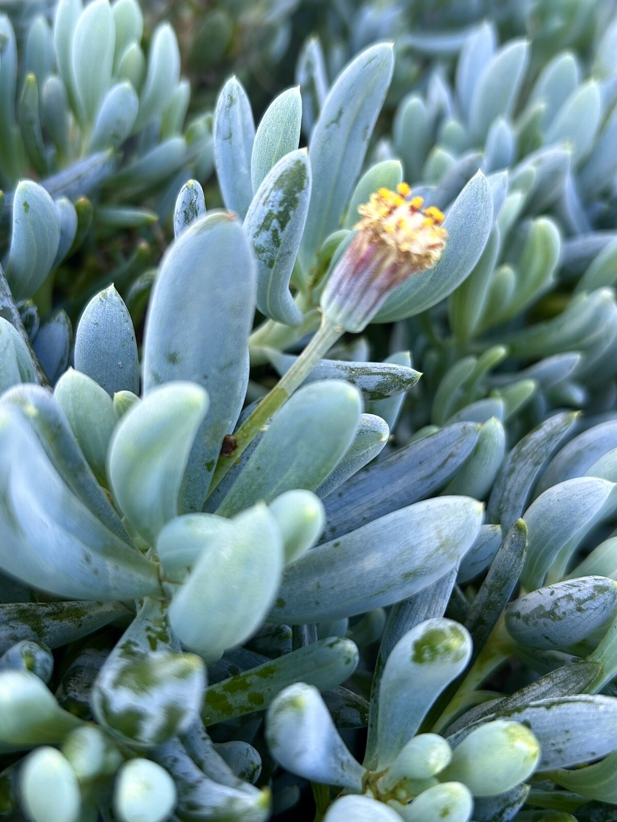 Blue Chalk Sticks, Senecio Serpens – 100 seeds 2025 – USA