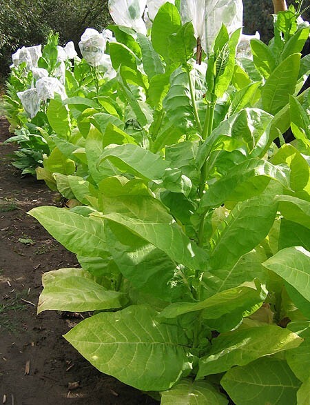1000 Burley 9 Nicotiana Seeds ~ Drought Resistant Non-GMO Nicotiana Tabacum