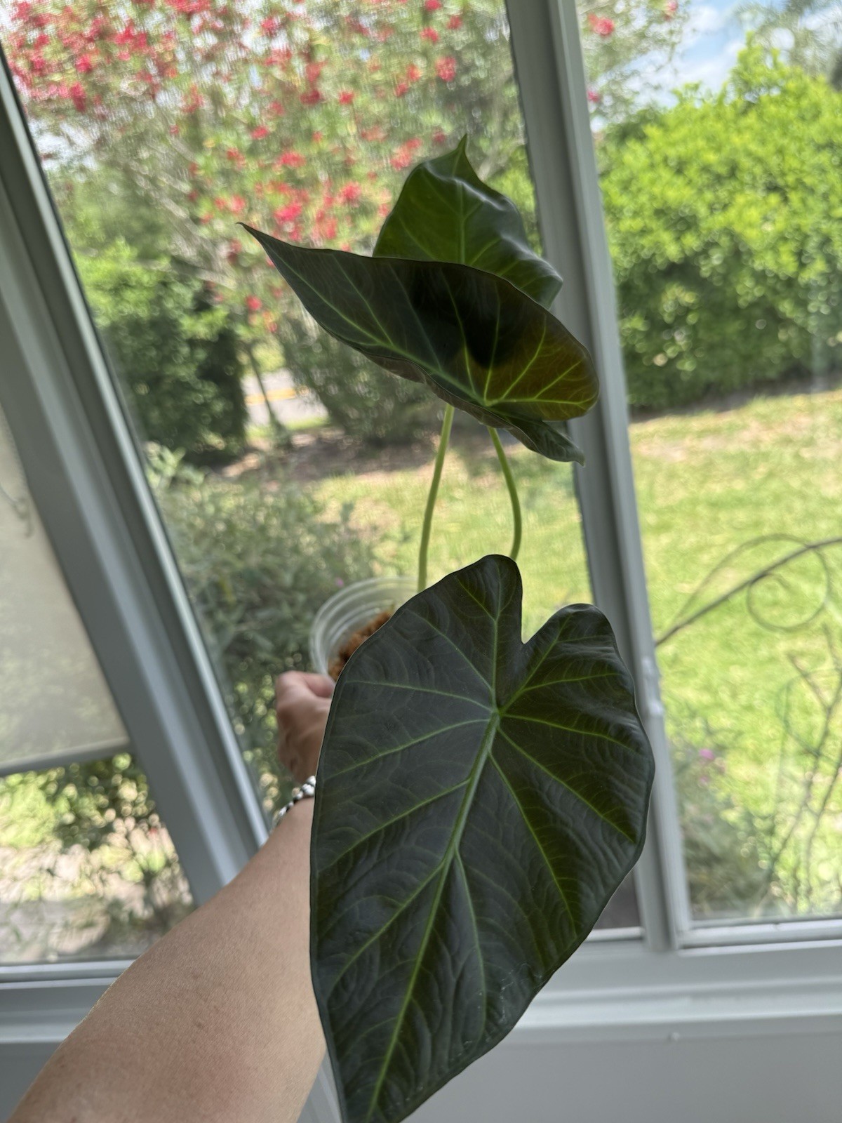 Alocasia Regal Shield in 5” Grow Pot — Tropical Aroid (Elephant Ear) Only 4 left