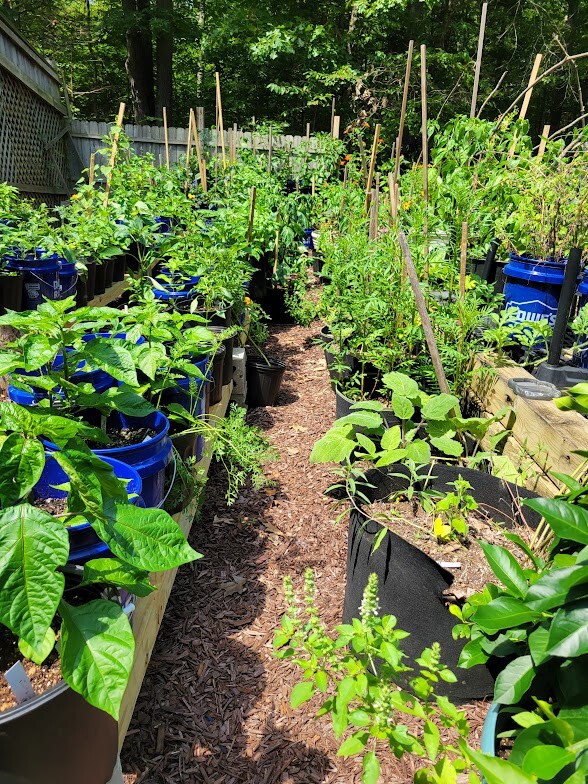 RED X Pepper Seeds Super Hot 1,000,000+ Scoville SHU Unique Creek