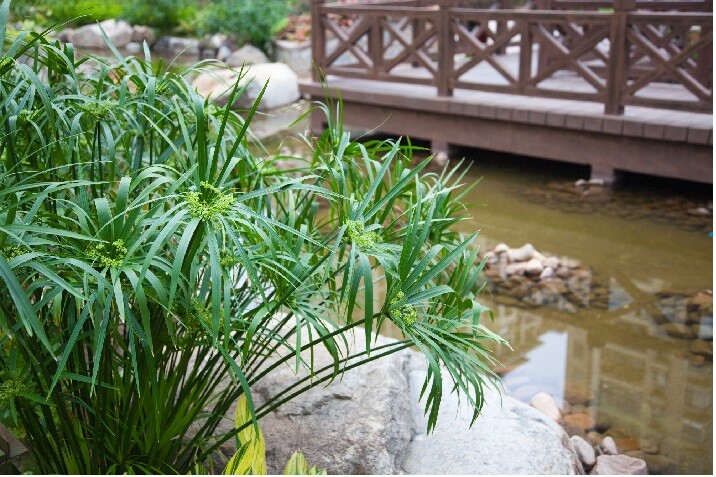 Umbrella Palm {Cyperus Alternifolius} 50+ seeds Free Shipping US seller