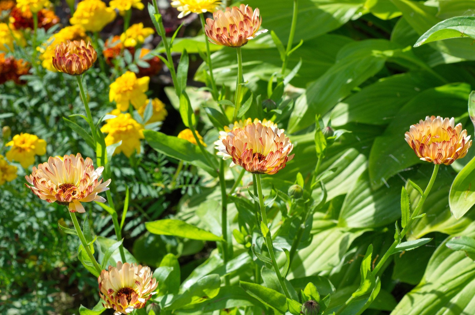 20 ZEOLIGHTS CALENDULA Officinalis MARIGOLD Flower Seeds Coral Peach Pink CombSH