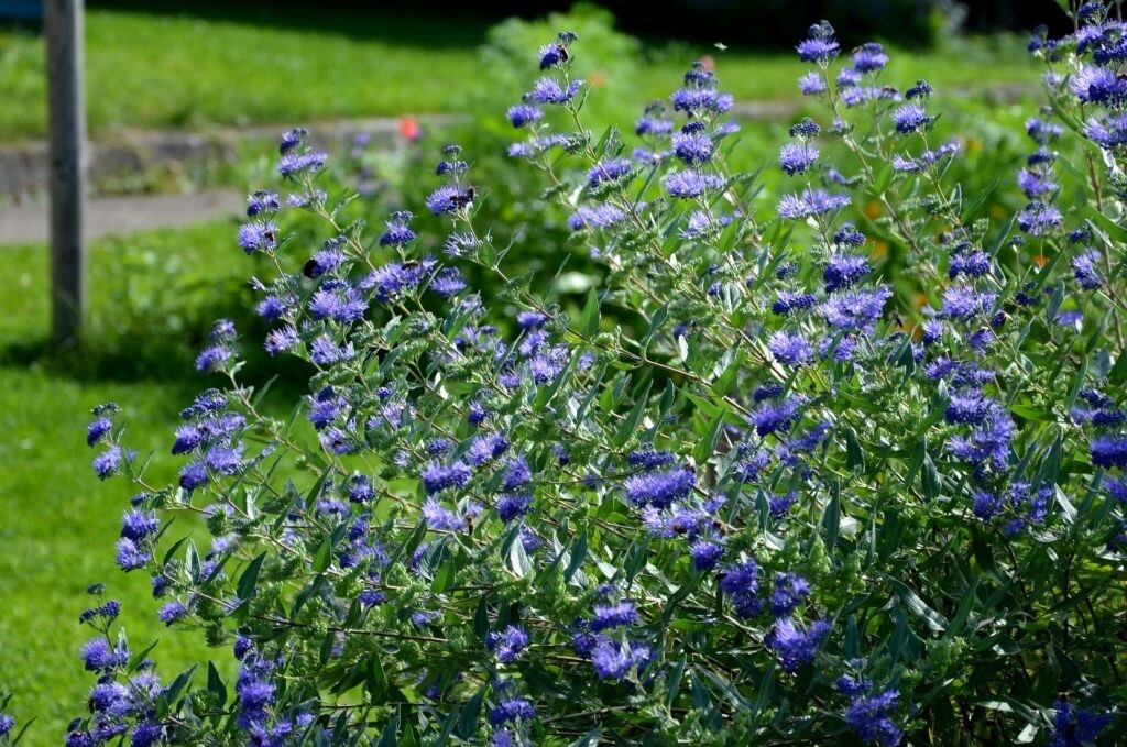 50 Seeds Bluebeard – Caryopteris clandonensis, deciduous shrub with Blue Flowers