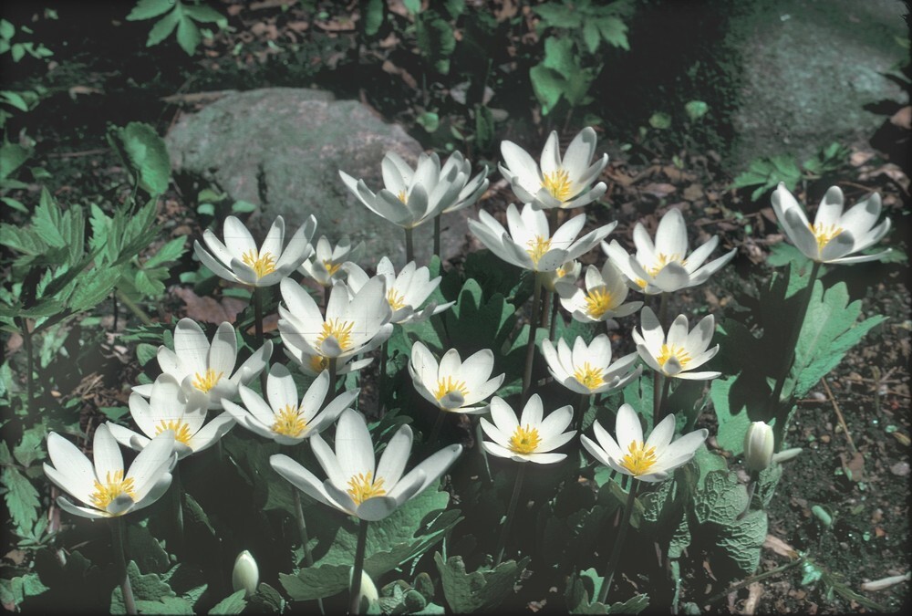 20 Fresh Bloodroot Bare Root Rhizomes – XL Spring 2026 Harvest – Sanguinaria