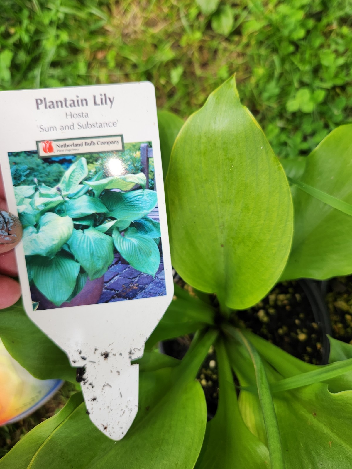 HOSTAS – Several Varieties, Healthy Live Plants, Bare Root, Large & Extra Large
