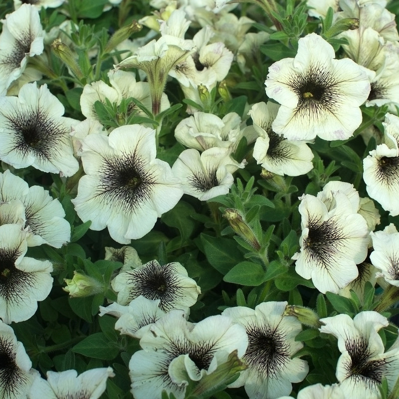 Petunia Seeds Flowers Perennial Flowers Seed Annual US SELLER 175 Seeds Garden