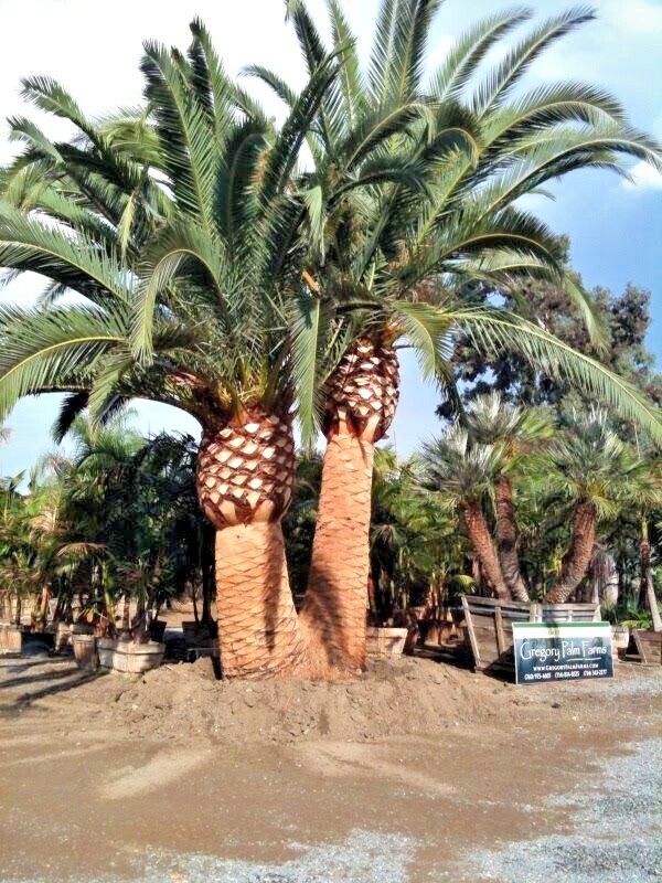 10 CANARY ISLAND DATE PALM Tree Seeds (Phoenix Canariensis) Hardy Fruit Plant
