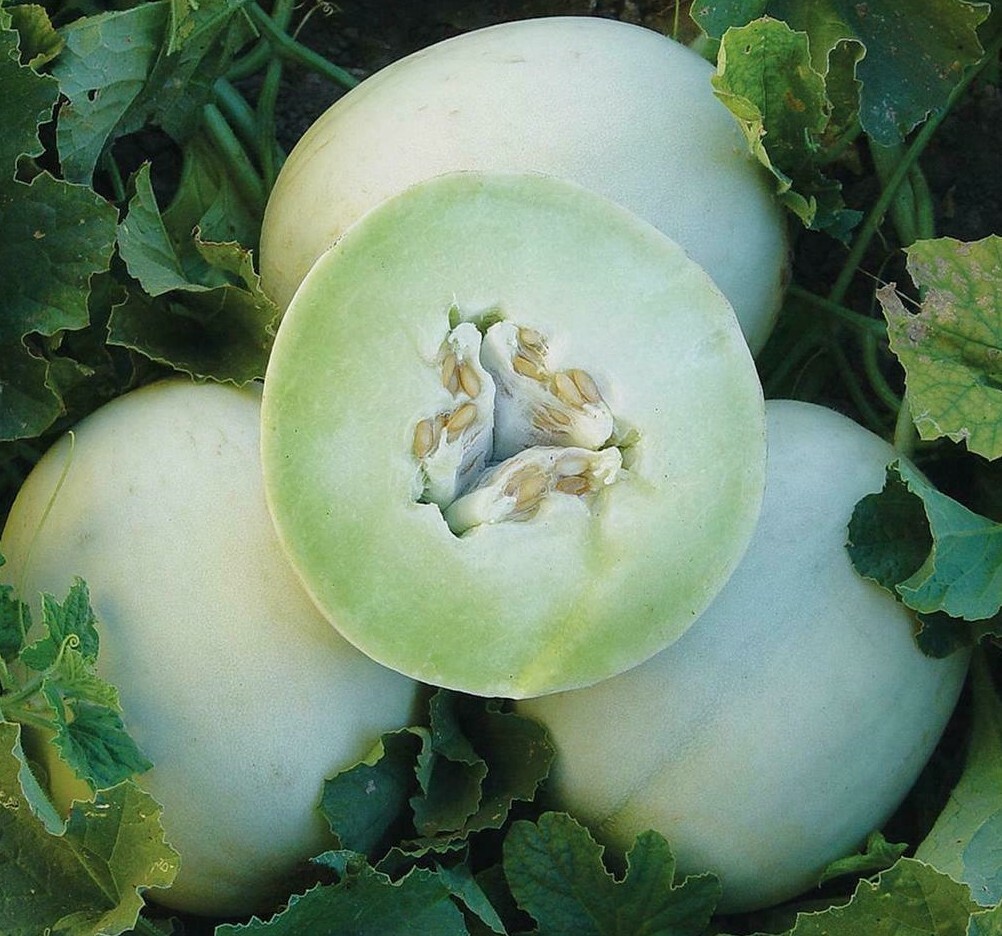 HONEY DEW GREEN FLESH CANTALOUPE SEEDS 50+ garden MELON fruit FREE SHIPPING