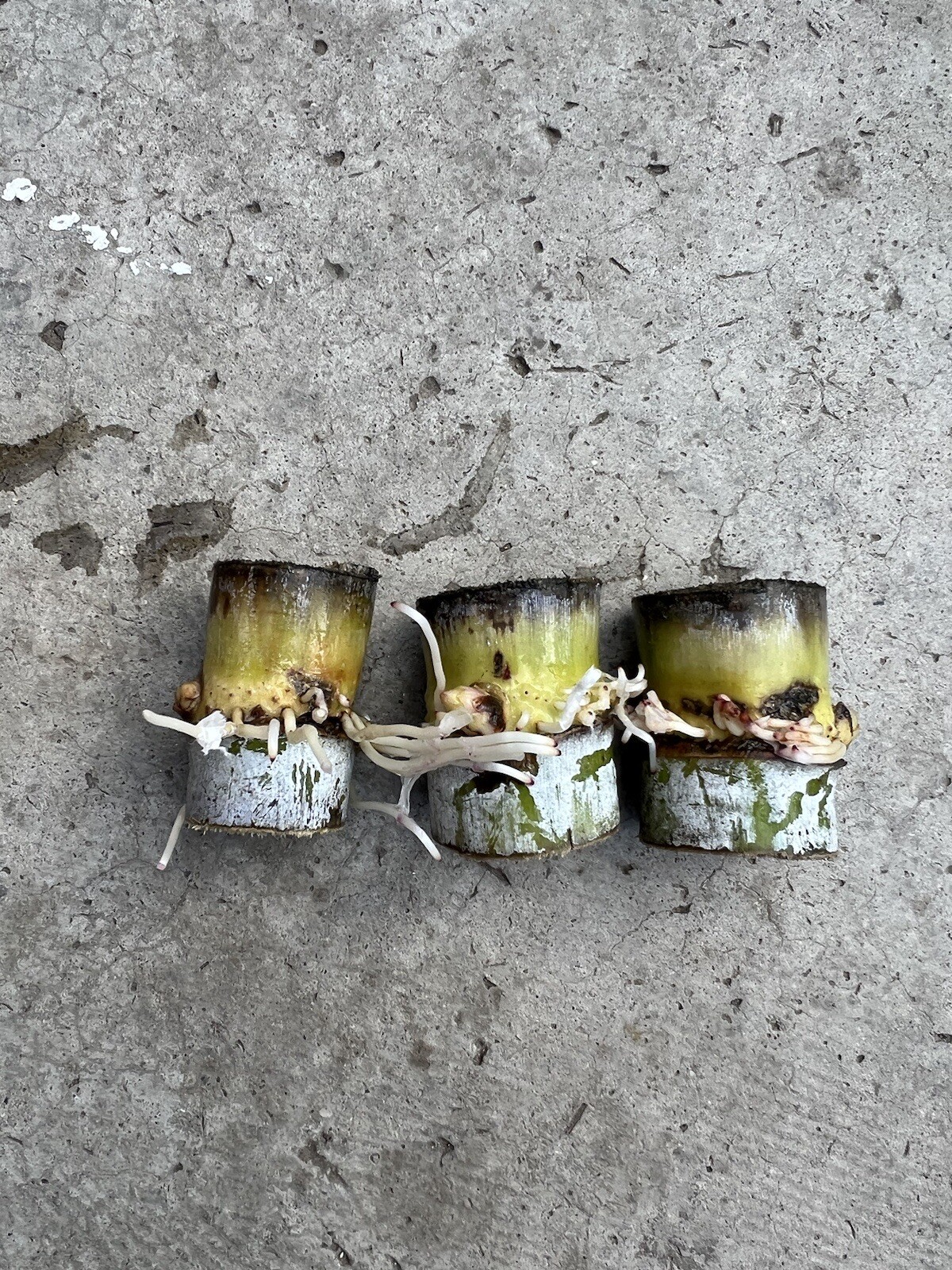 3 pcs Sugarcane Cutting Tropical Live Plant Ready To Grow
