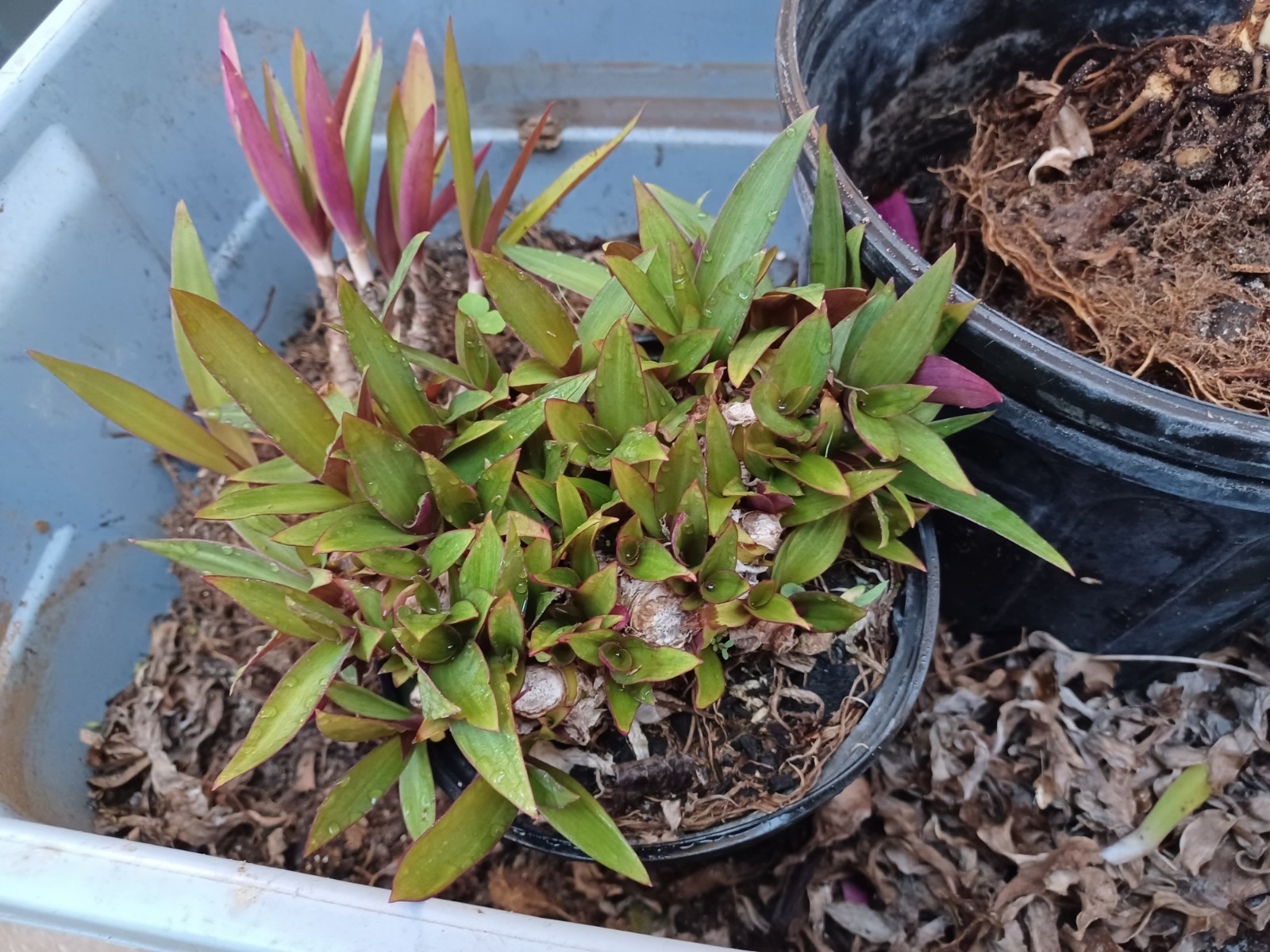10 Bare root Dwarf Oyster Ready To Plant In A Terieum Chem Free