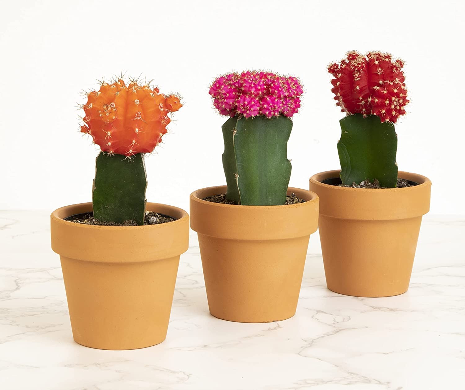 Grafted Cactus Succulent 3Pk In 3 Terracotta Pots Live Succulents Mini Cacti