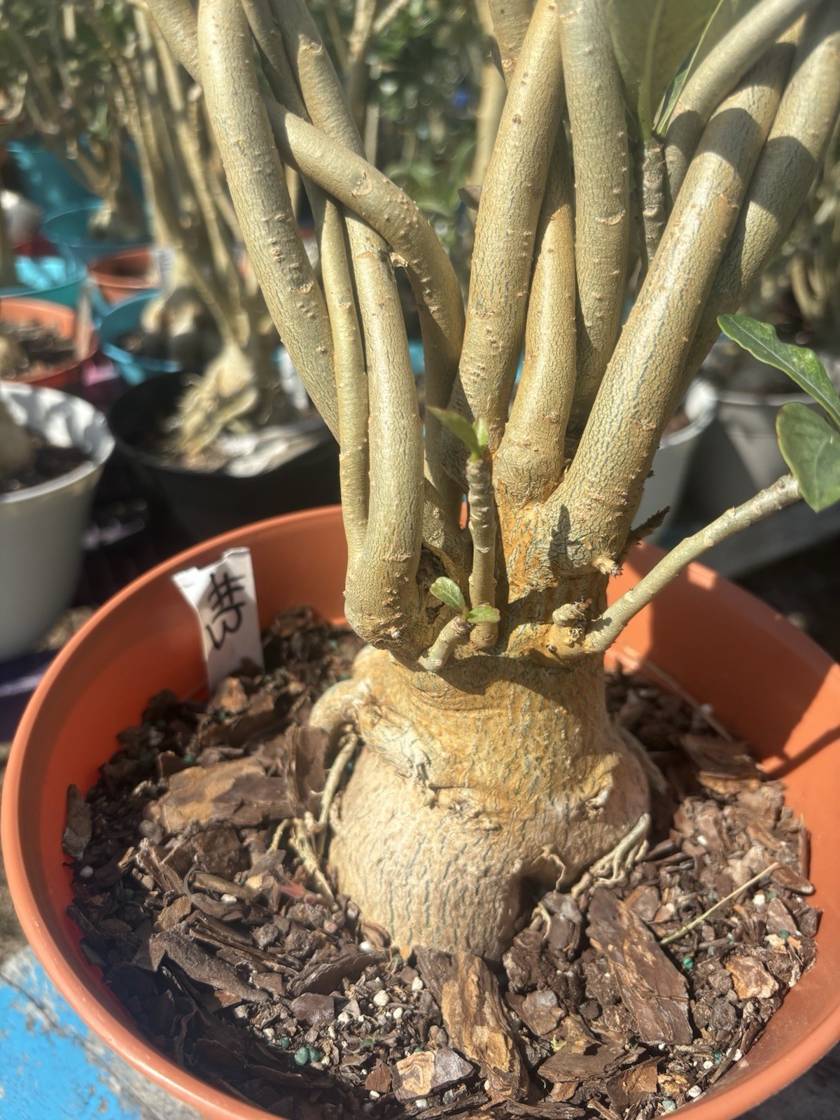 Adenium Obesum Desert Bareroot #13