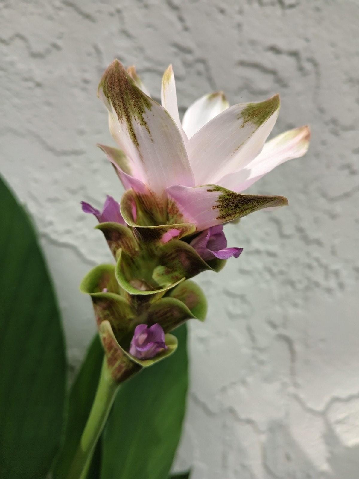 Curcuma Alismatifolia -BAREROOT Large WHITE Siam Tulip – Siam Sparkling Ginger