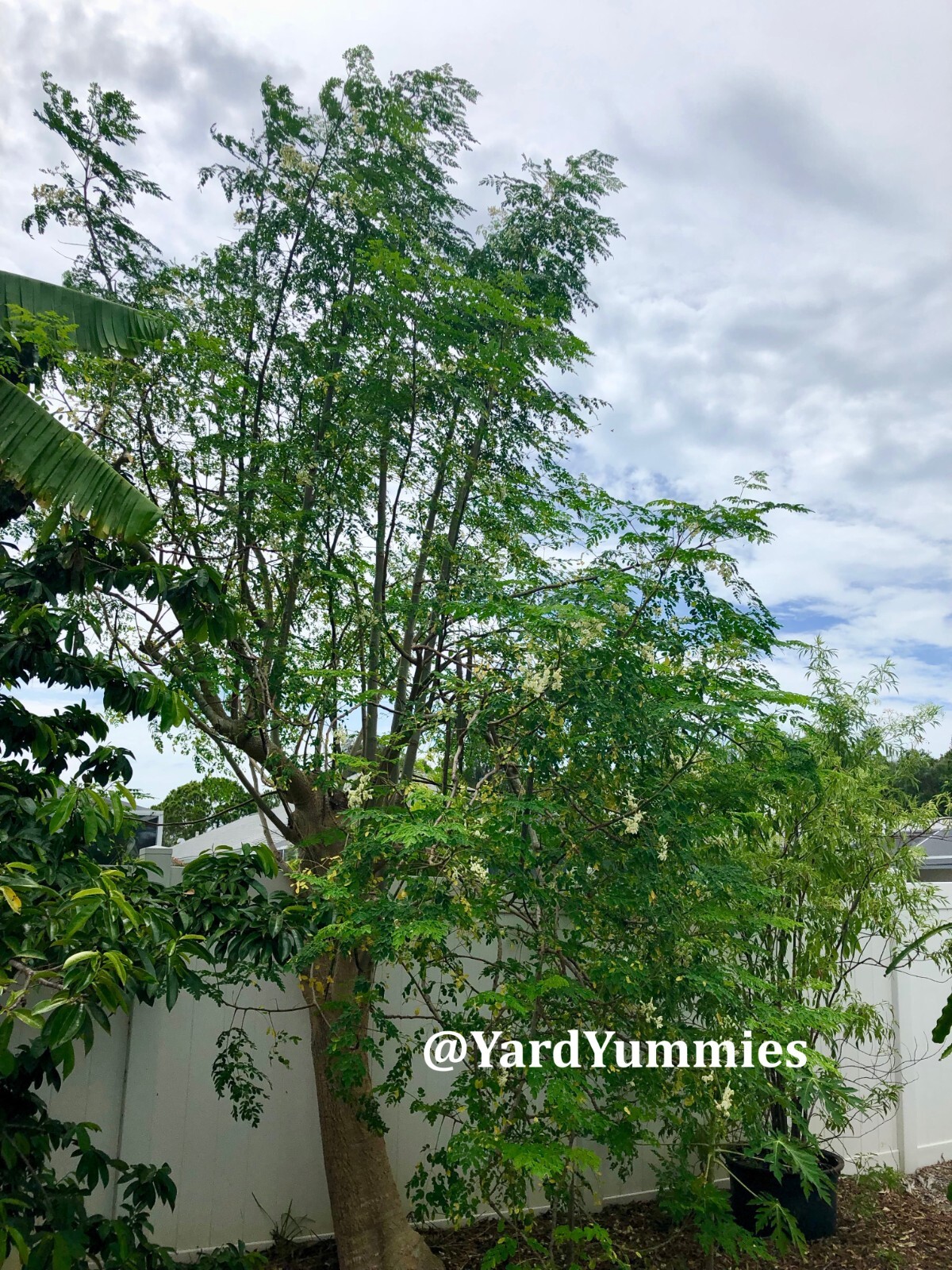 10 Moringa Tree SEEDS Moringa Oleifera Miracle Drumstick Tree Seeds 2 Plant USA