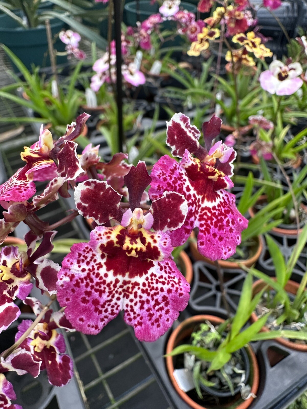 Three Different Tolumnia IN SPIKE! Equitant Orchid Plant Oncidium 3 Plants