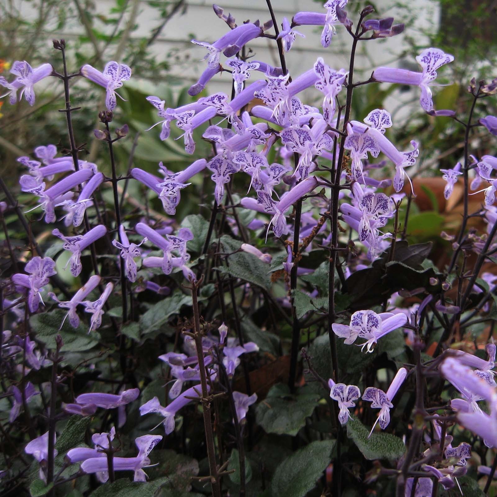 MONA LAVENDER Perennial Plant Long Lasting Purple Spike Flower Shade Garden
