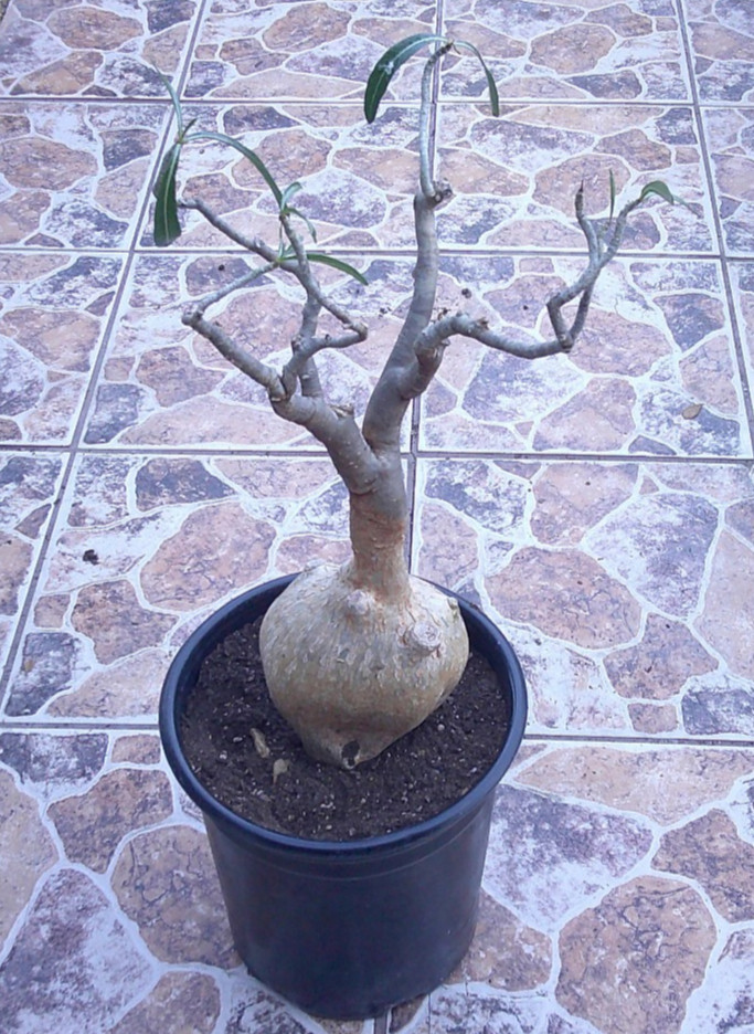 Desert Rose Adenium Somalense var. NOVA TANZANIA HTF Rare Live Plant 🇺🇸🆓⛟
