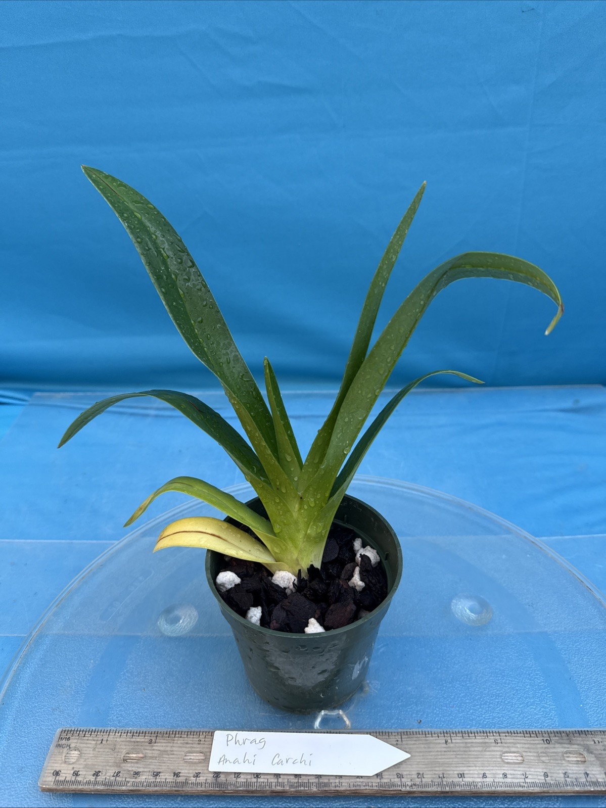 Phragmipedium Anahi Carchi Pink White Green Orchid Hybrid Tall Spikes 4” Pot
