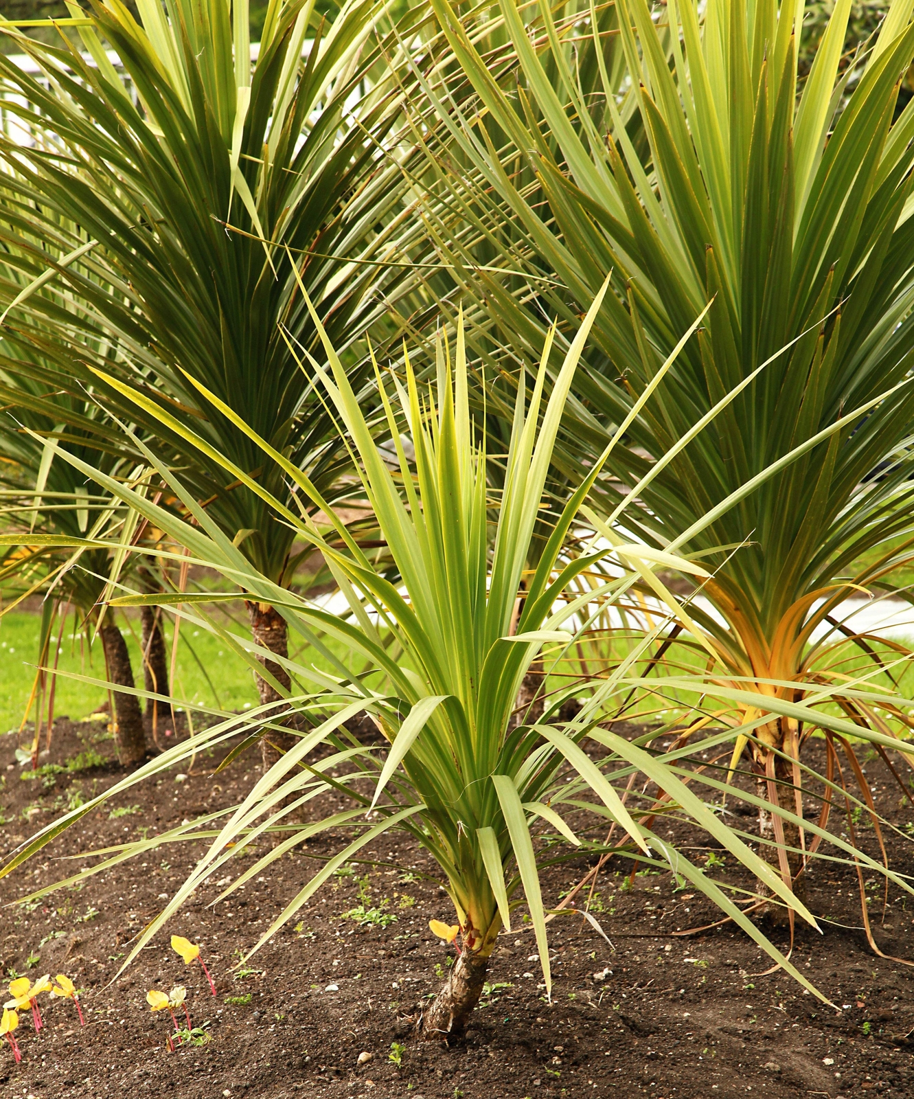 25 BLUE DRACAENA SPIKES Cordyline Indivisa Flower Seeds *Flat S/H