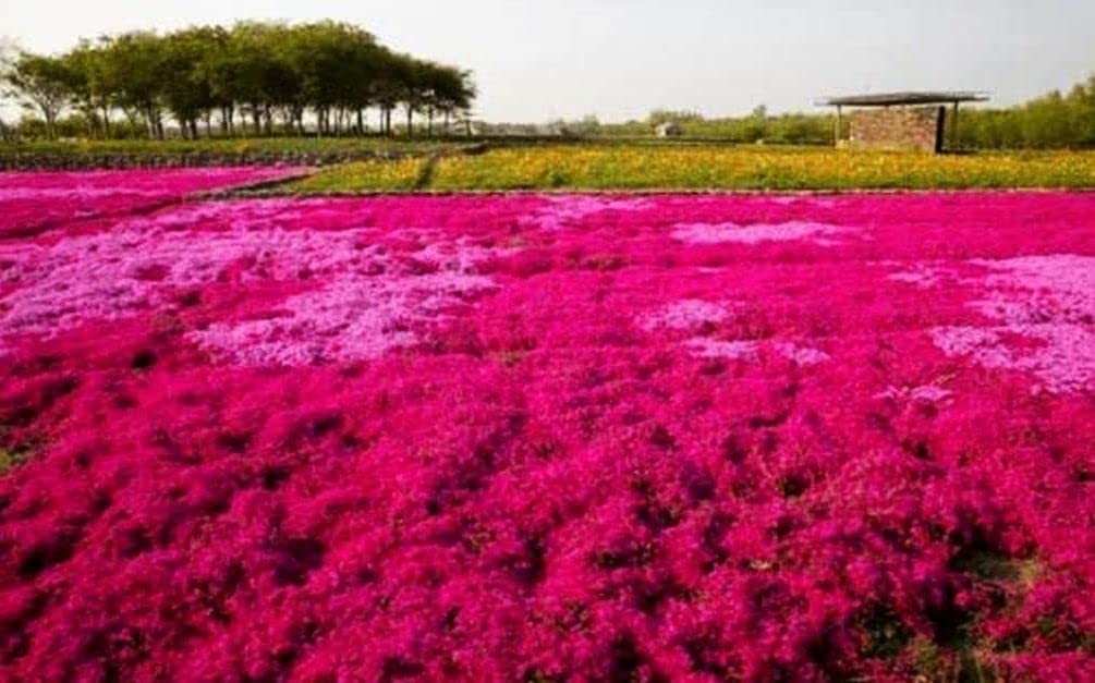 Thyme Seeds 2000 Mix Red Creeping Seeds for Planting- Wooly Thymus Dwarf-Elfi…
