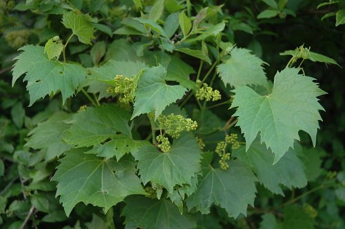Riverbank Grape, Vitis riparia, Vine Seeds (Edible, Hardy, Fall Color, Showy)