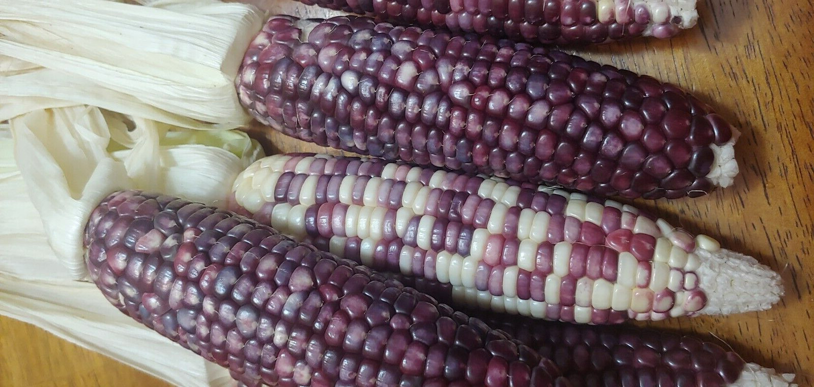 22 Purple & White Sticky Waxy Corn Glutinous Organic Corn Seeds NON GMO