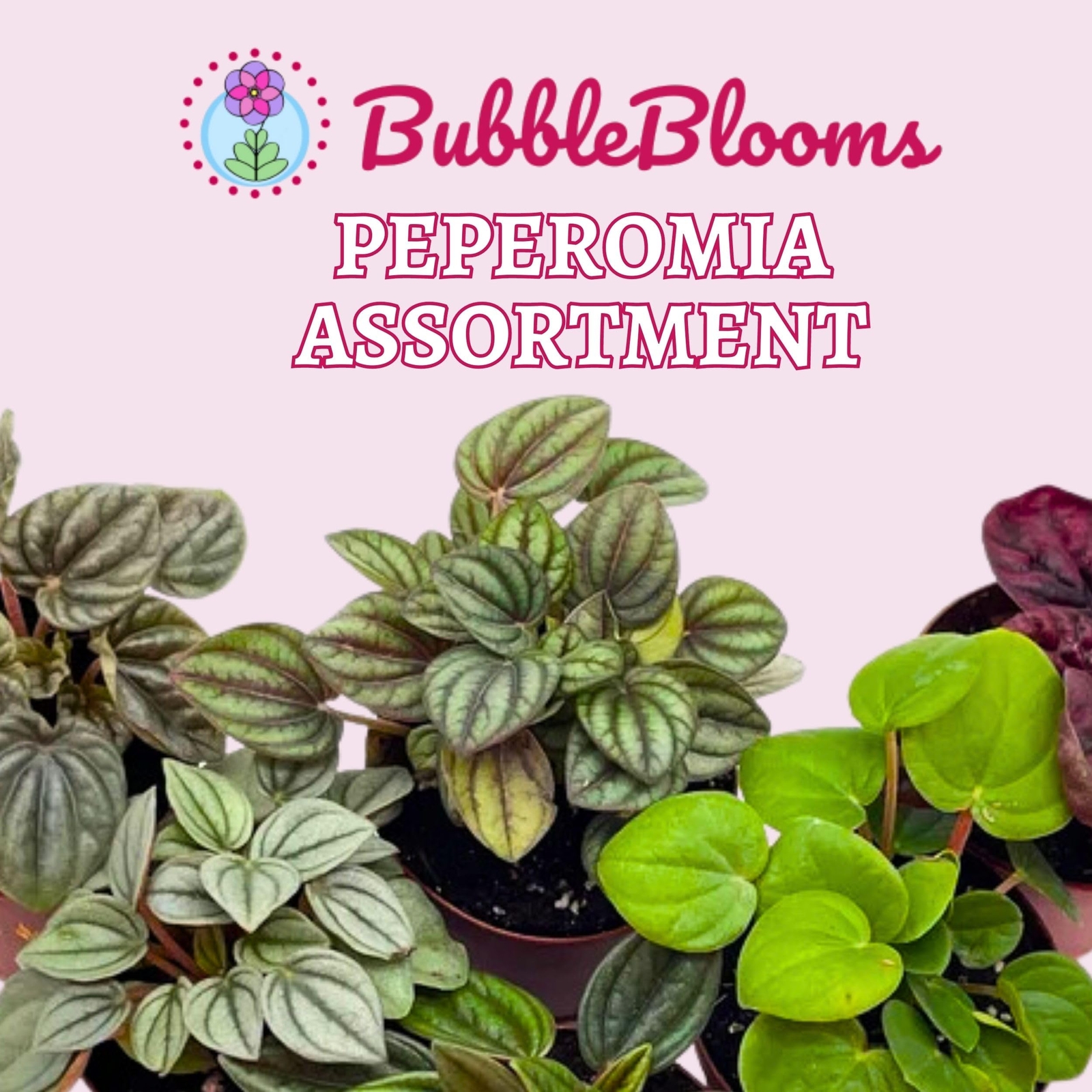 Peperomia Assortment, Foliage Set, Rosso, Frost, albovittata, caperata, Premium