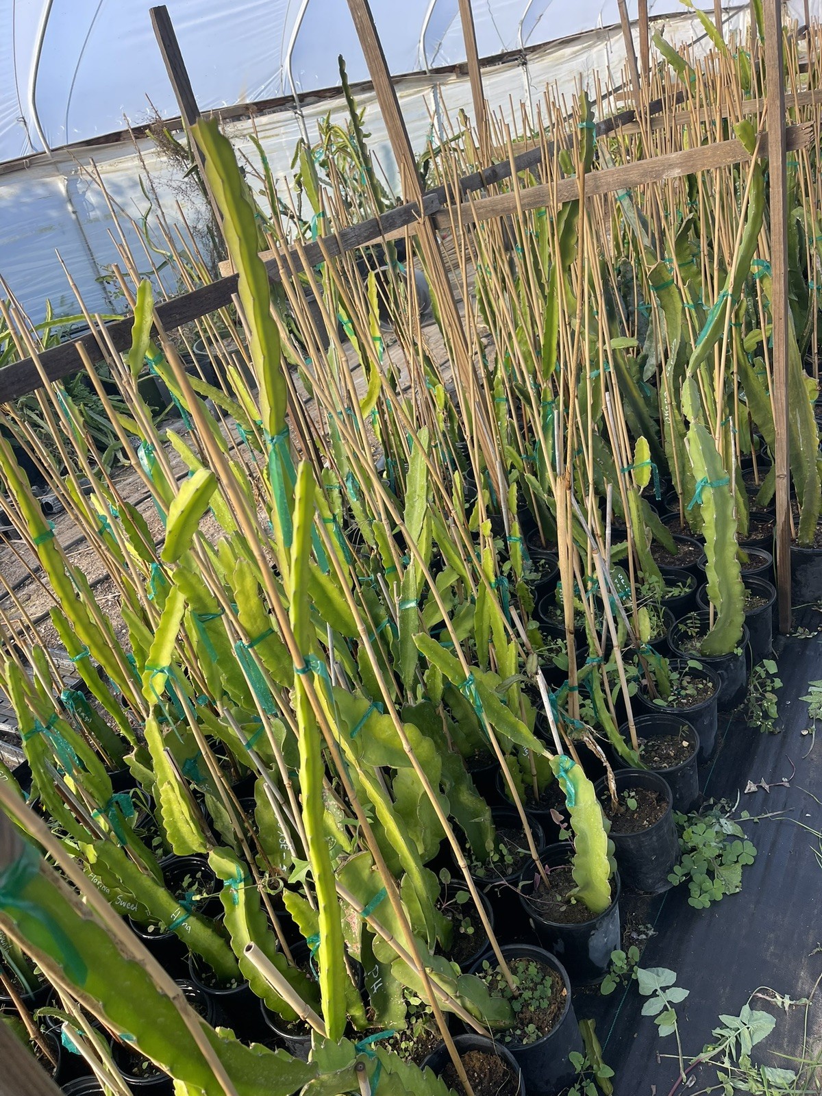 Mature cuttings of “VIOLET BLISS” NEW hybrid!! 14-18 inch long!