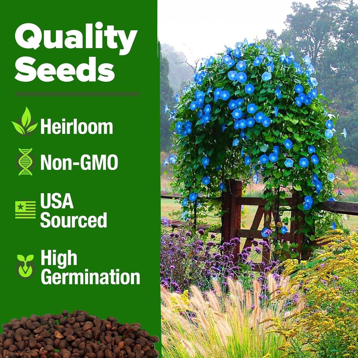 Heavenly Blue Morning Glory Seeds – 150 Heirloom for Pollinator-Friendly Gardens