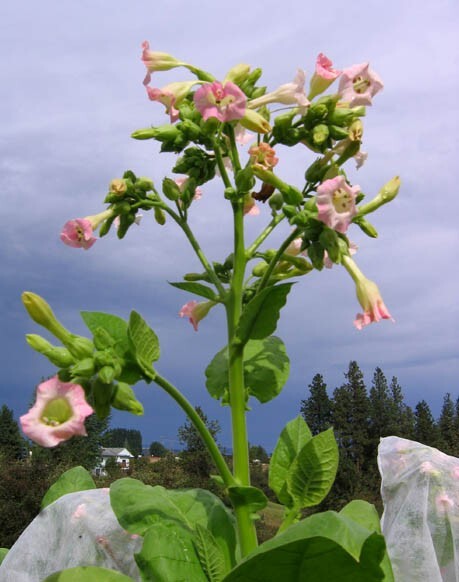 1000 Burley 9 Nicotiana Seeds ~ Drought Resistant Non-GMO Nicotiana Tabacum