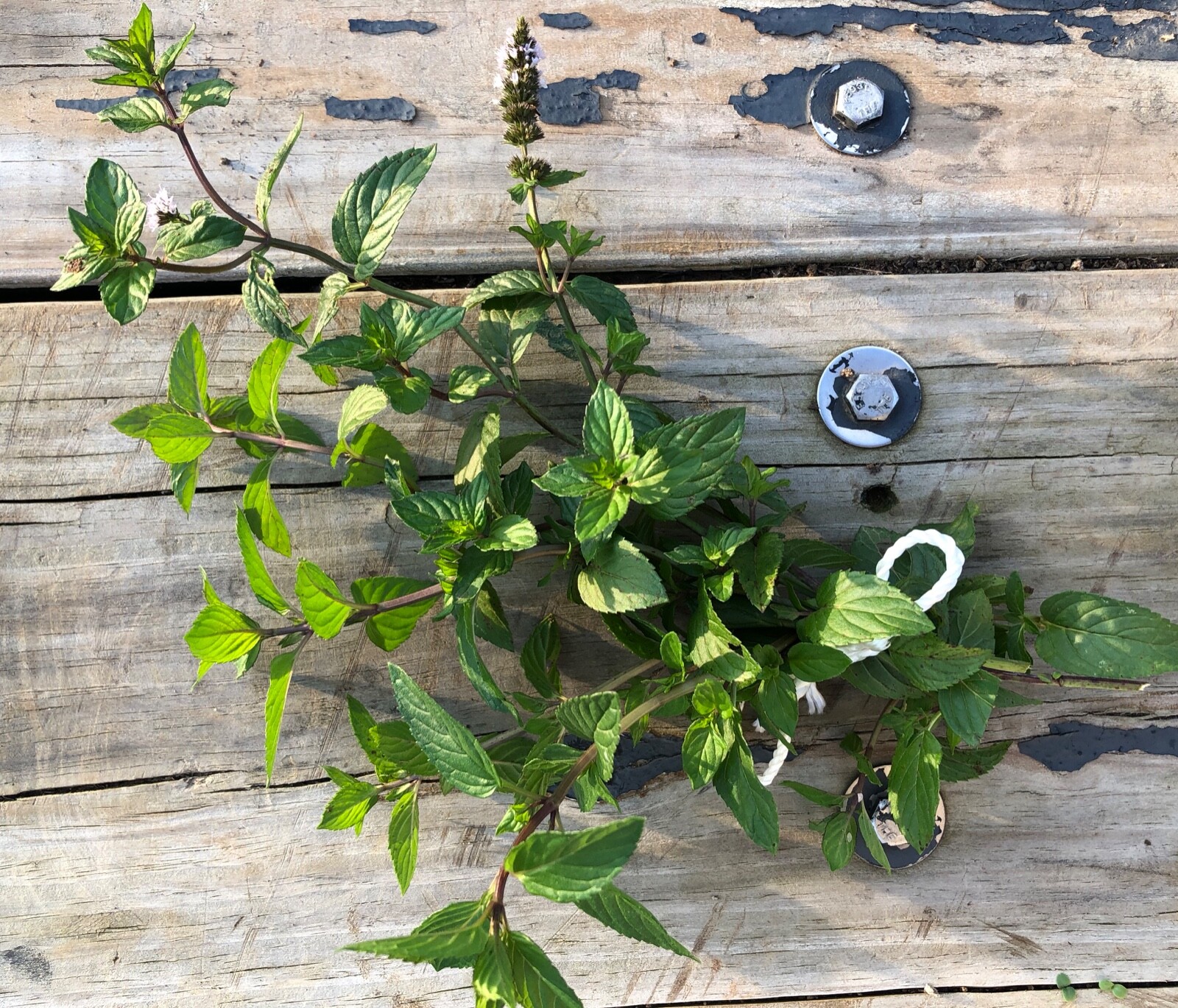 Organic PEPPERMINT~Rooted Cuttings x 5~Ready For Soil~Easy Start For New Plants