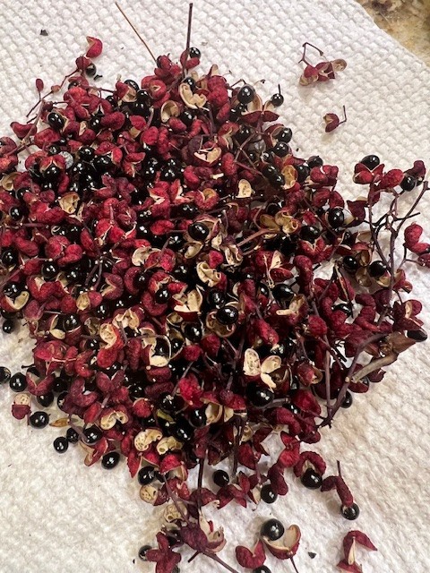 Fresh Sichuan Pepper Seeds, Zanthoxylum Simulans Seeds, Lot of 300+， 花椒 Seeds